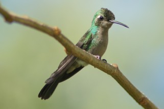 Chlorostilbon ricordii - Kubasmaragdkolibri (Kurzschwanz-Smaragdkolibri, Poortmankolibri)